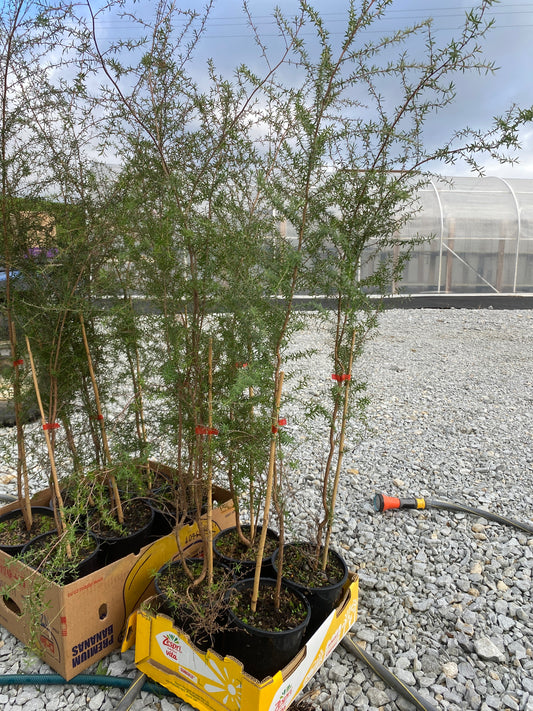 Leptospermum scoparium (Manuka)
