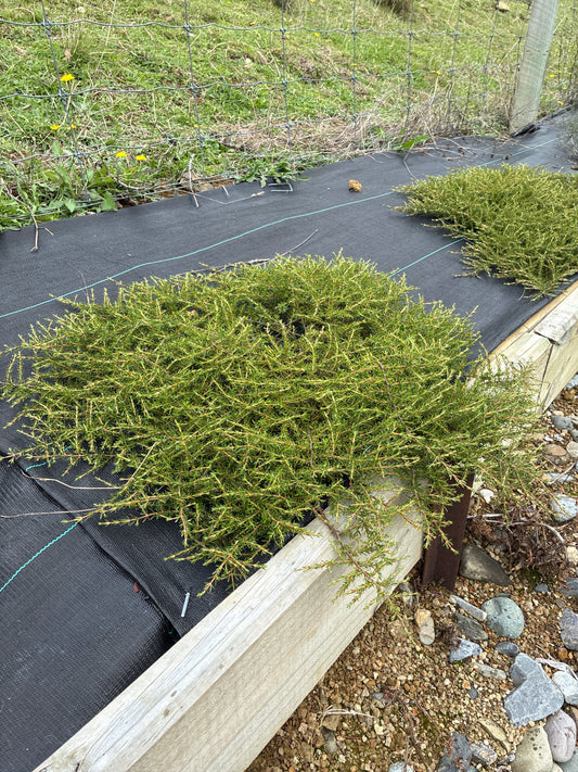 Coprosma hawera