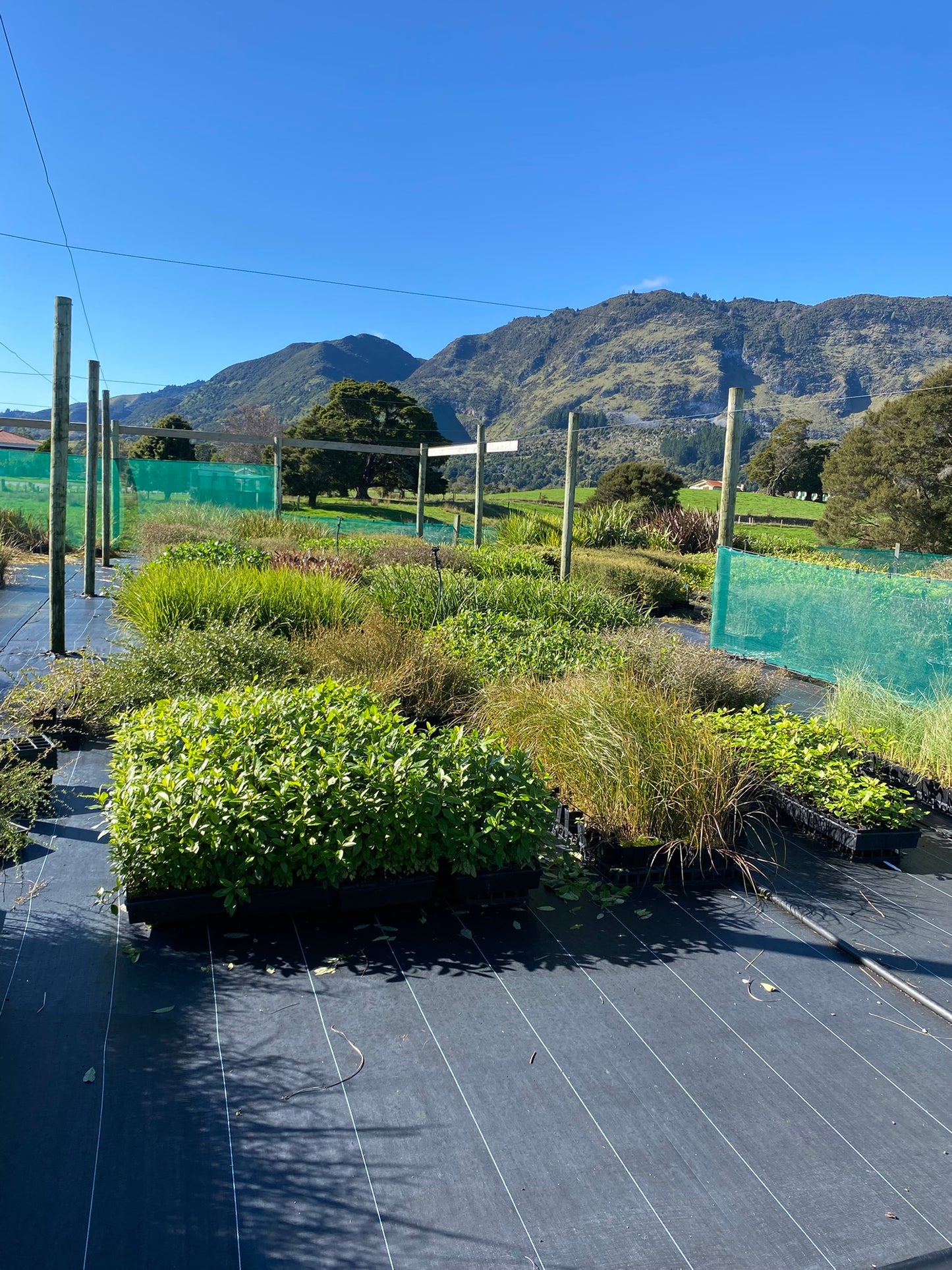 480x Riparian combo plants