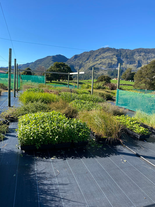 480x Riparian combo plants
