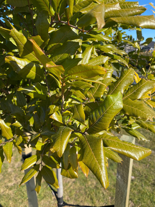 Alectryon excelsus (Titoki tree)