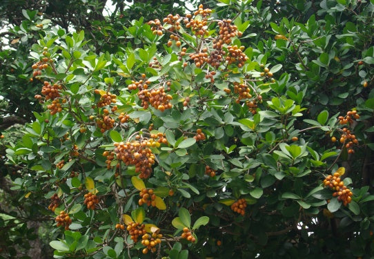 Corynocarpus laevigatus (Karaka)