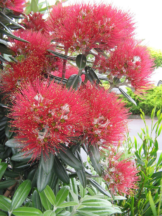 Metrosideros excelsa (Pohutakawa)