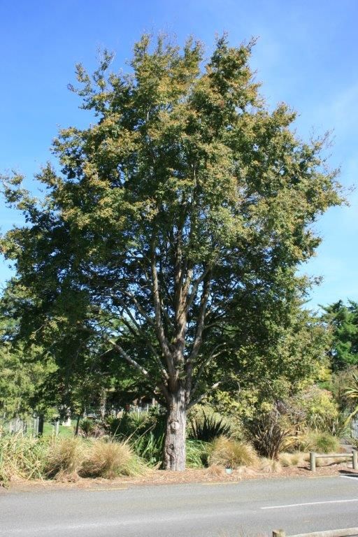 Nothofagus fusca (Red beech)