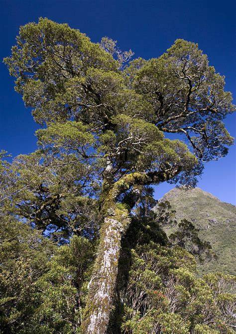 Lophozonia menziesii (Silver beech)