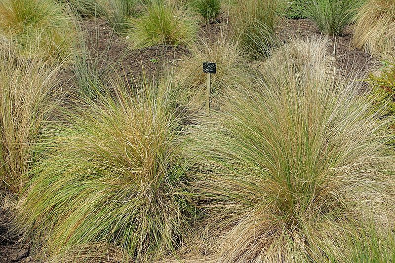 Poa cita (Silver tussock)