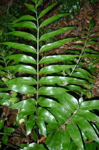Asplenium oblongifolium (Shining Spleenwort)
