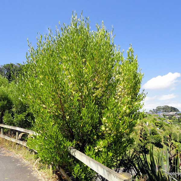 Dodonaea viscosa (Akeake) - Mohua Nursery