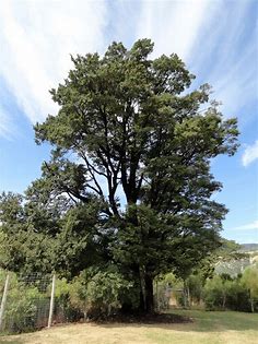 Fuscospora solandri (Black beech)
