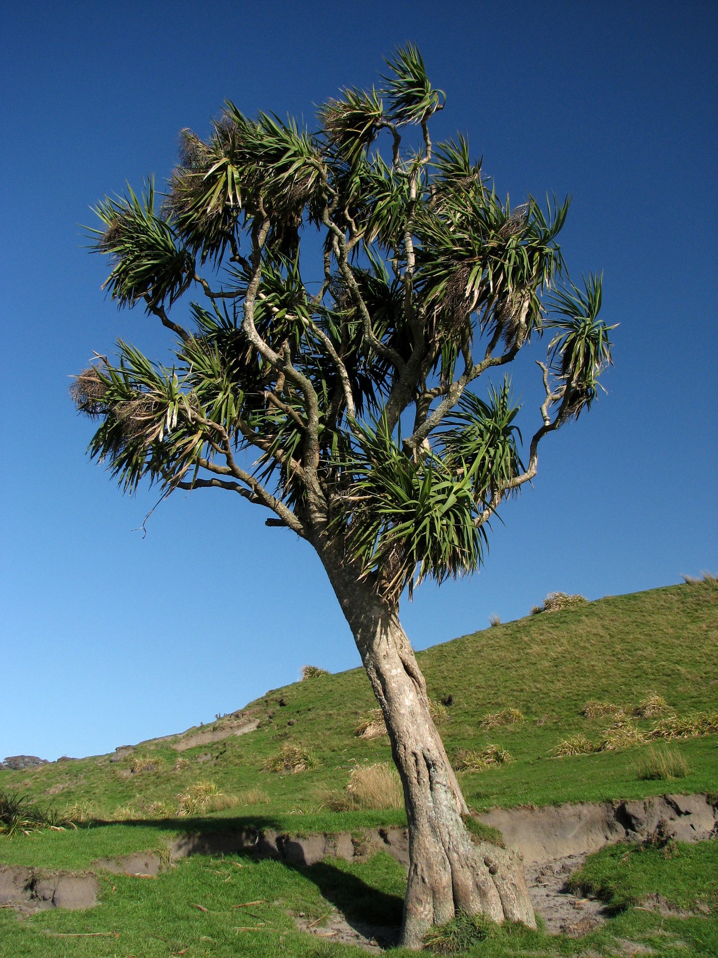 Cordyline australis (Cabbage Tree)