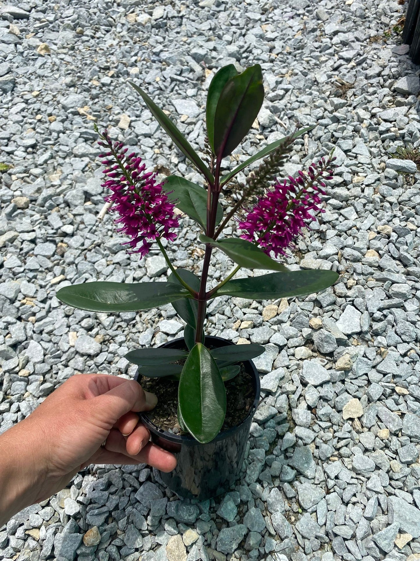 Hebe speciosa