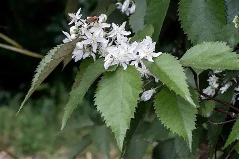 Hoheria populnea (Lacebark)