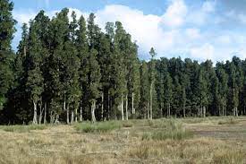 Dacrycarpus dacrydioides (Kahikatea)