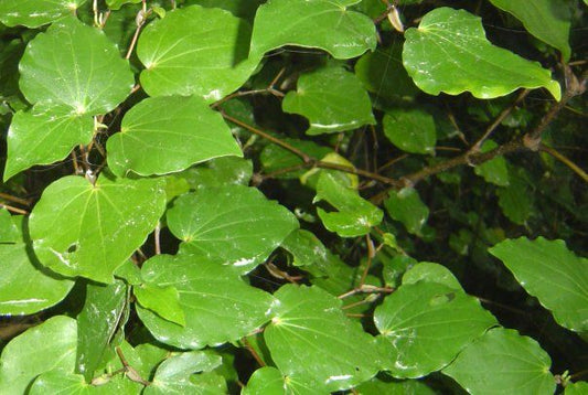 Macropiper excelsum (Kawakawa)