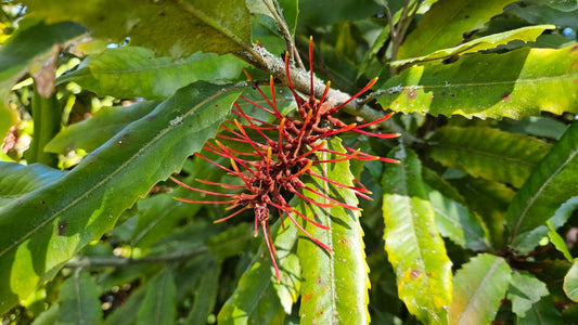 Knightia excelsa (Rewarewa)