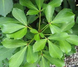 Pseudopanax lessonii (Houpara)