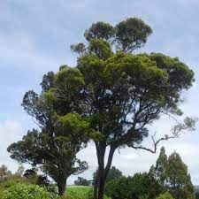 Prumnopitys taxifolia (Matai)