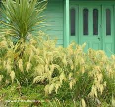 Chionochloa flavicans (Mini toetoe)