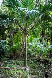 Rhopalostylis sapida (Nikau palm)