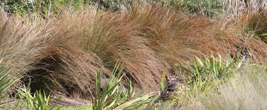 Apodasmia similis (Oi Oi rush)