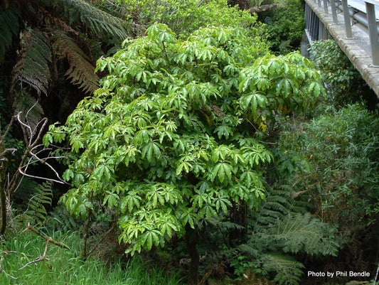 Schefflera digitata (Pate, Seven Finger)