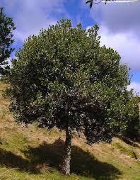 Hedycarya arborea (Pigeonwood)