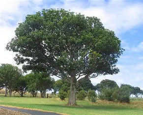 Vitex lucens (Puriri tree)