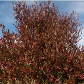 Dodonaea viscosa purpurea (Purple akeake)