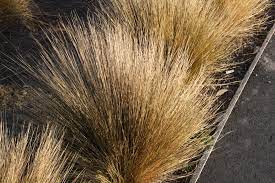 Chionochloa rubra (red tussock)