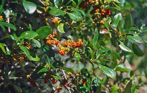 Coprosma robusta (Karamu)