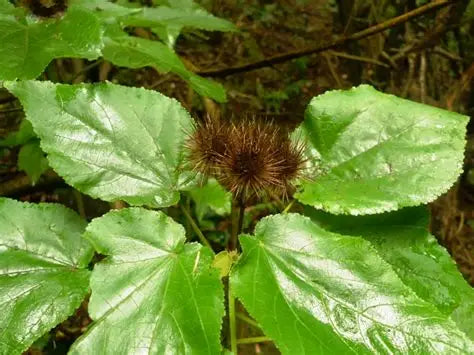 Entelea arborescens (Whau)