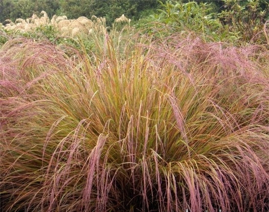 Anemanthele lessoniana (wind grass) - Mohua Nursery